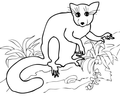 Aye Aye From Madagascar From Lemurs Coloring Page